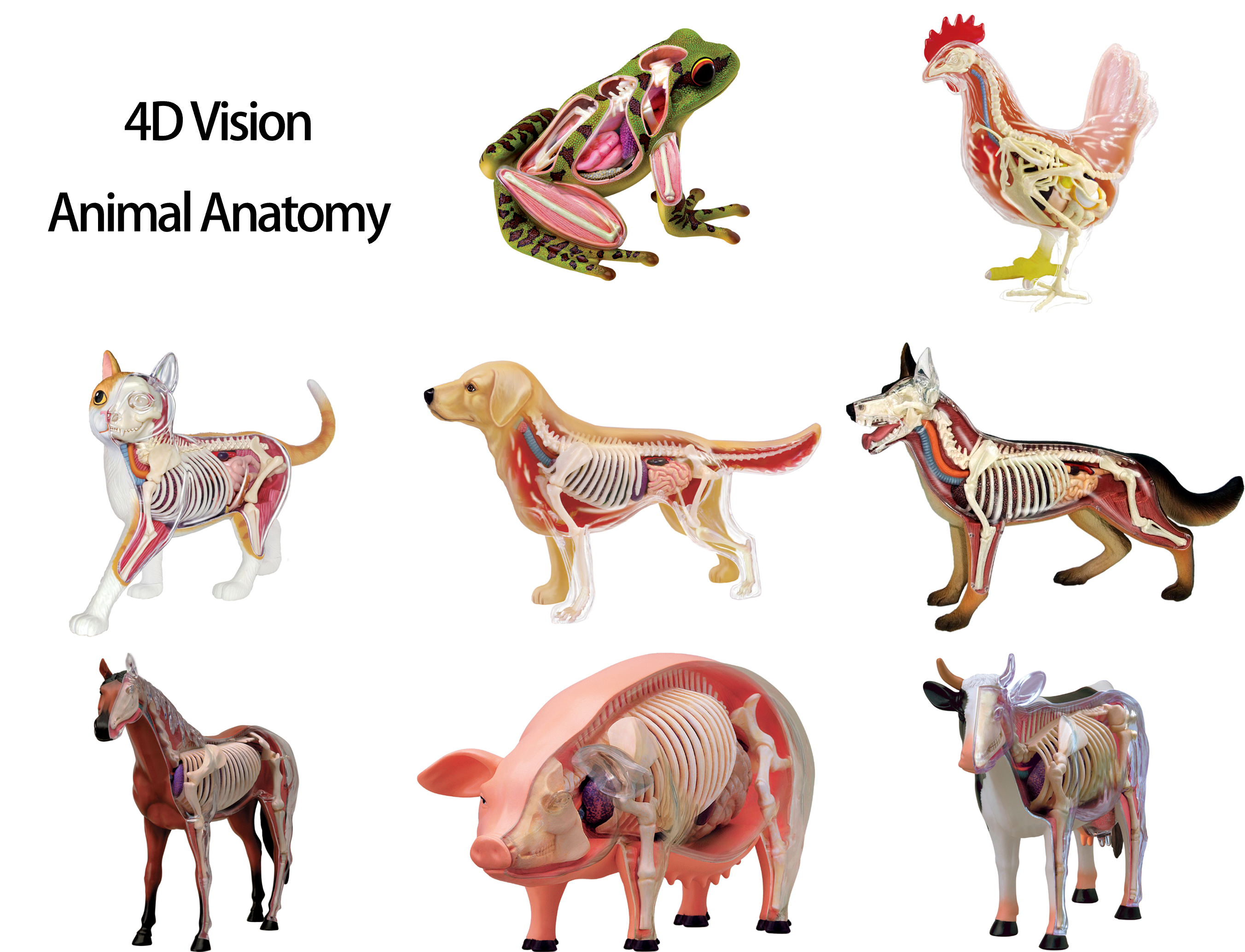 4D Vision Animal Anatomy