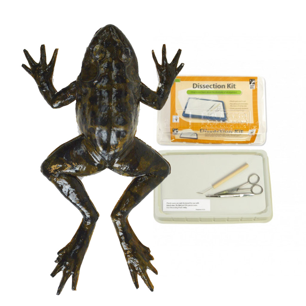 Frog Dissection Model