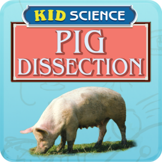 Kid Science Dissection